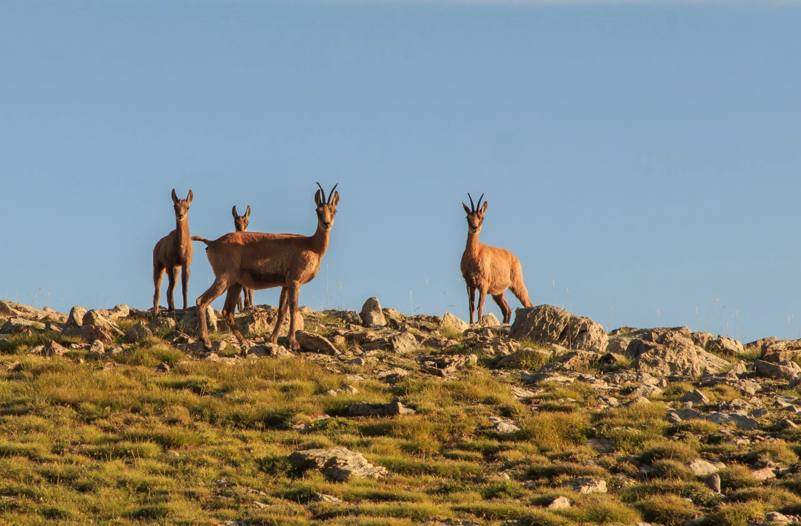 Familie van 4 gemzen kijkend op de berg.Fauna concept